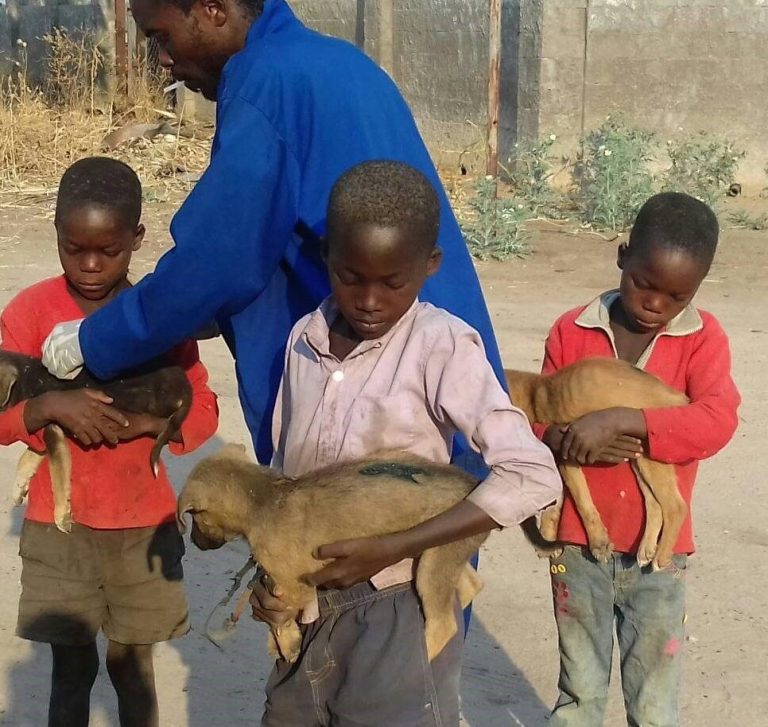 Campaña de vacunación de perros en Namibia en 2016 como parte de la estrategia nacional contra la rabia, apoyada por la OMSA y Alemania