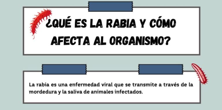 Infografía educativa que explica qué es la rabia, cómo se transmite y sus efectos en el cuerpo