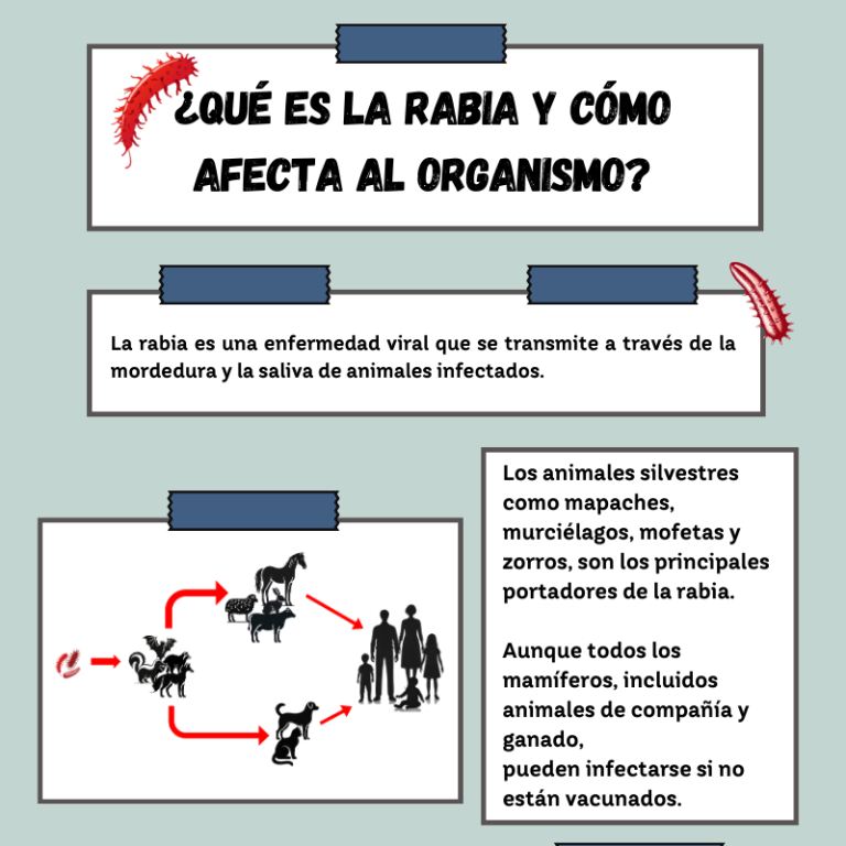 Infografía educativa que explica qué es la rabia, cómo se transmite el virus y sus efectos en nuestro cuerpo y en de los animales